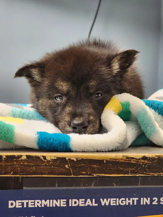 Santa Ana Veterinary Hospital 4