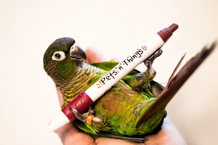Pets 'n' Things 6