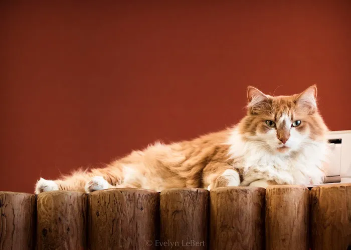 Pets 'n' Things 9