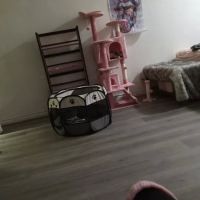 Banfield Pet Hospital ico