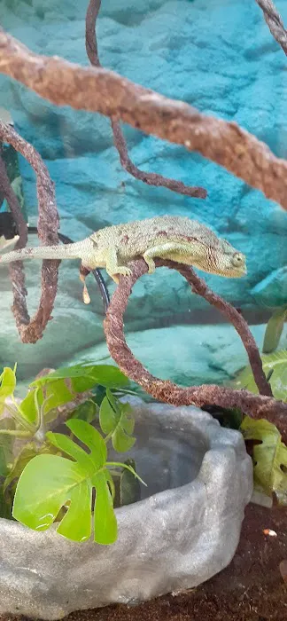Petco 9