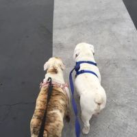Vet4Bulldog ico