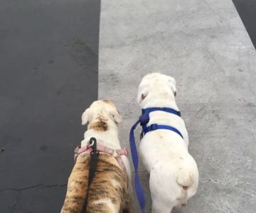 Vet4Bulldog