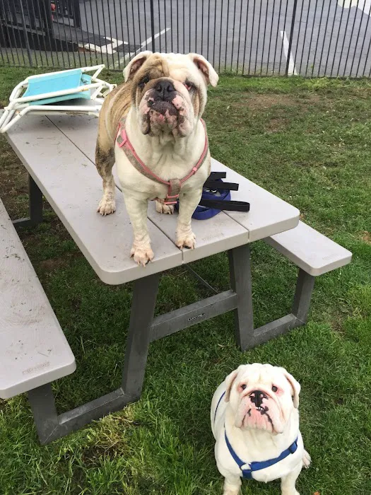 Vet4Bulldog 2