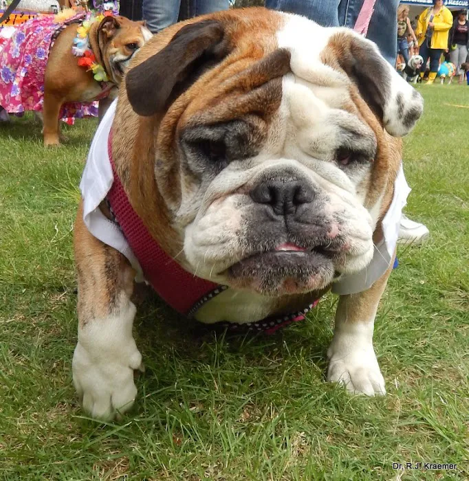 Vet4Bulldog 6