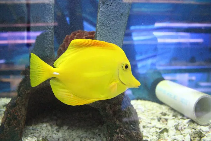 The Fish Doctors 6