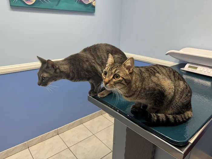 Tustin Santa Ana Vet Hospital 4