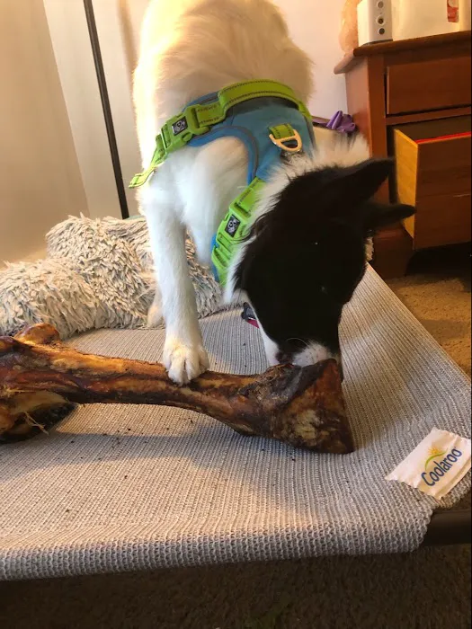 Pet City Pets 12