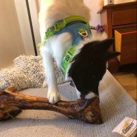 Pet City Pets ico