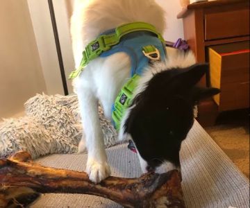 Pet City Pets