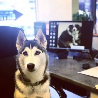 Animal Medical Center of Orange ico
