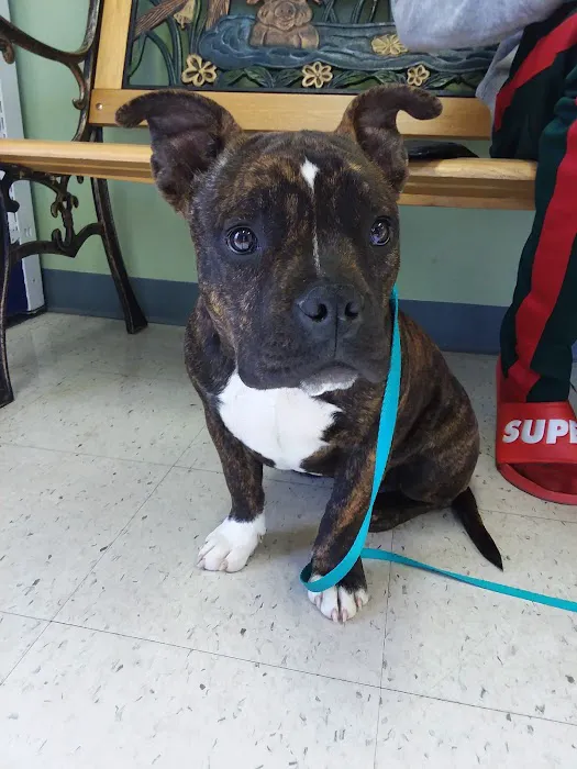 Animal Medical Center of Orange 4