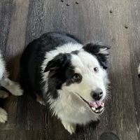 Dawn's Diggidy Dog Treats ico