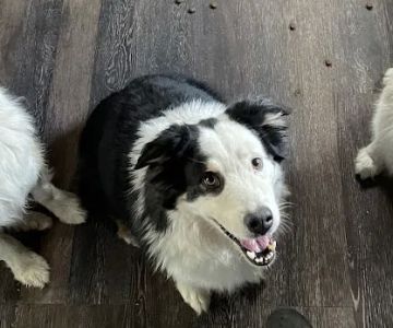 Dawn's Diggidy Dog Treats