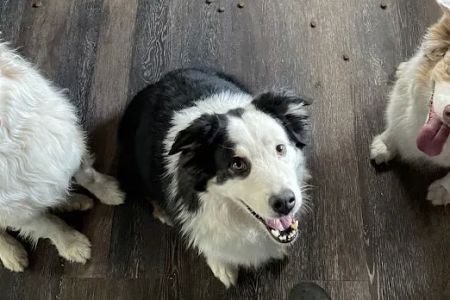 Dawn's Diggidy Dog Treats