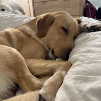 Integrative Veterinary Health Center ico