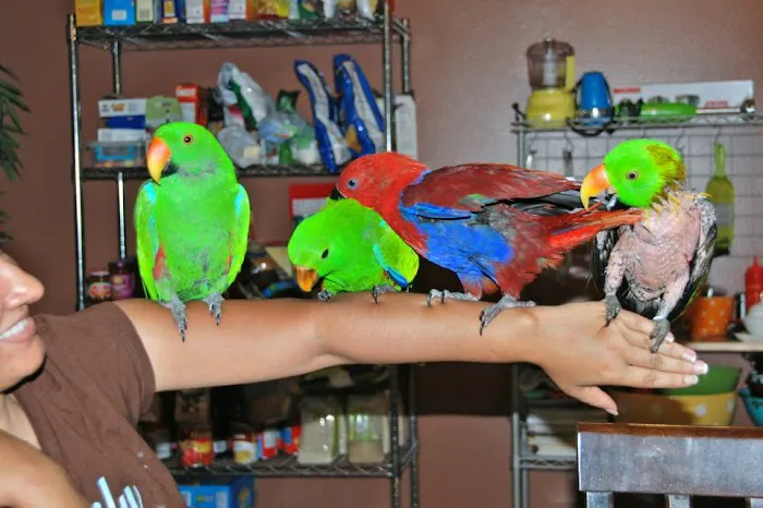 Bird Clinic 5