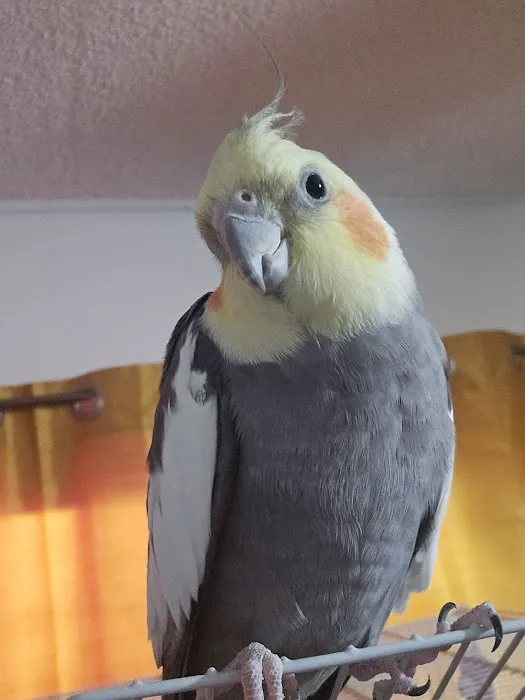 Bird Clinic 3