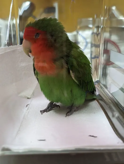 Bird Clinic 1
