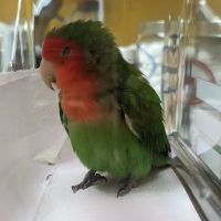 Bird Clinic ico