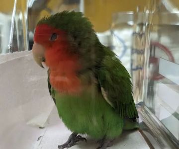Bird Clinic