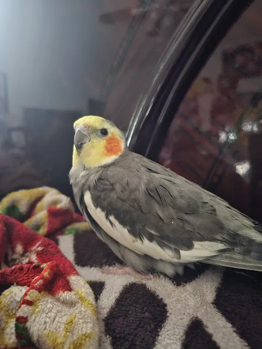 Bird Clinic 2