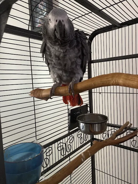 Bird Clinic 4