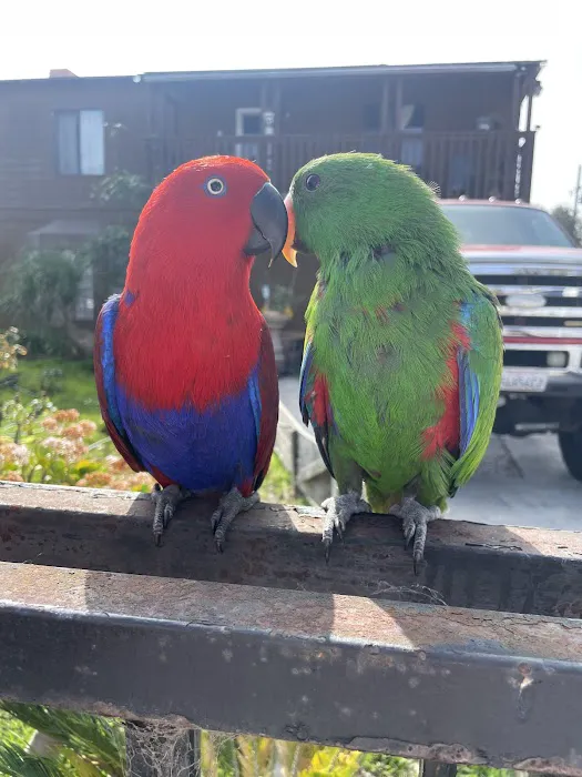 Bird Clinic 6