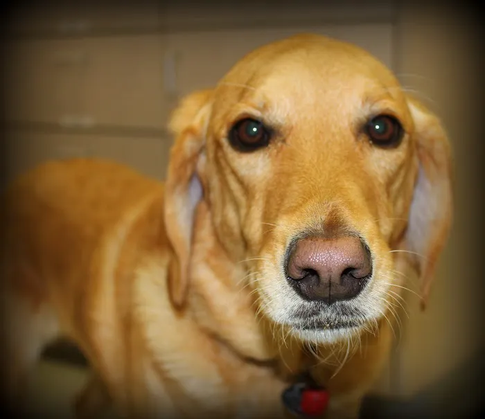 OC Veterinary Medical Center 8