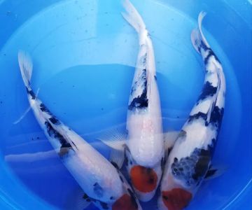 Arie Koi Shop
