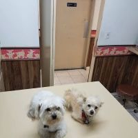 Orange-Tustin Animal Hospital ico