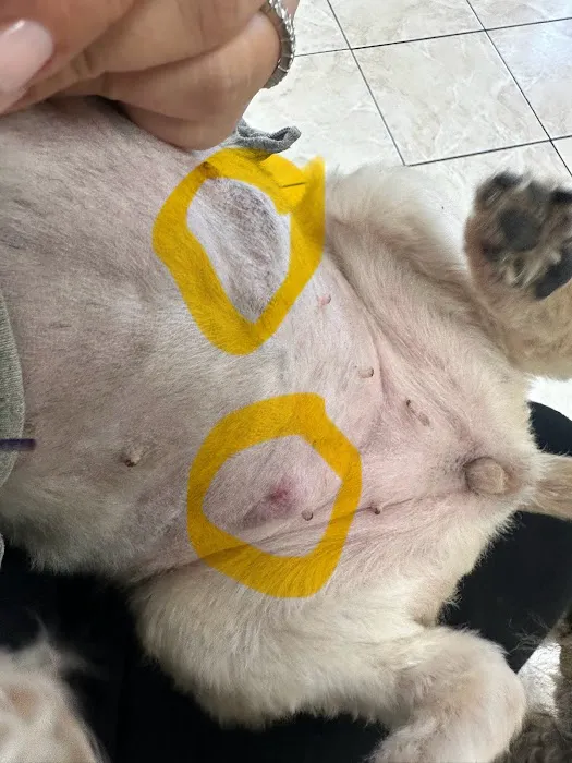 Orange-Tustin Animal Hospital 4