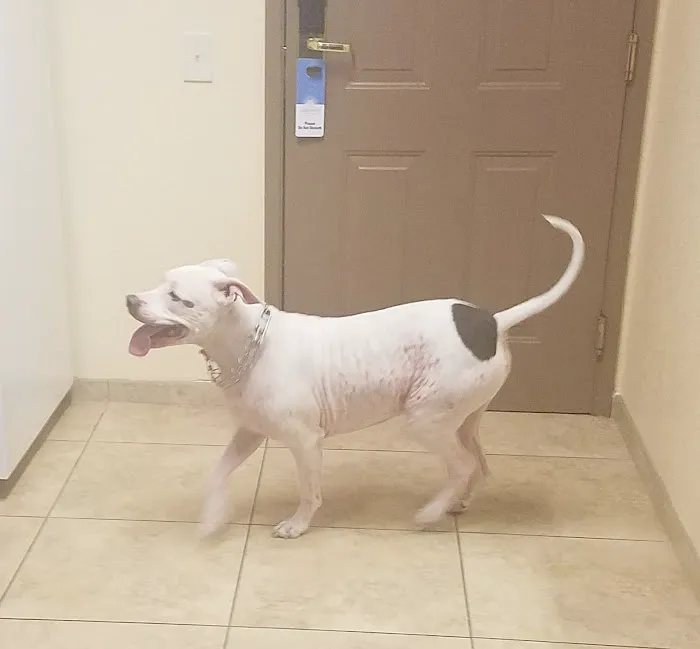 Orange-Tustin Animal Hospital 10