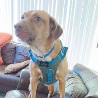 Santa Ana Animal Clinic ico