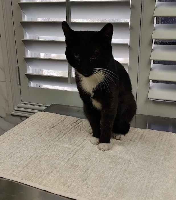Santa Ana Animal Clinic 2