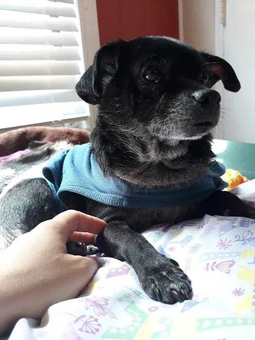 Long Beach Animal Urgent Care 8