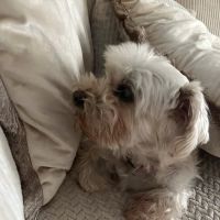 Long Beach Animal Urgent Care ico