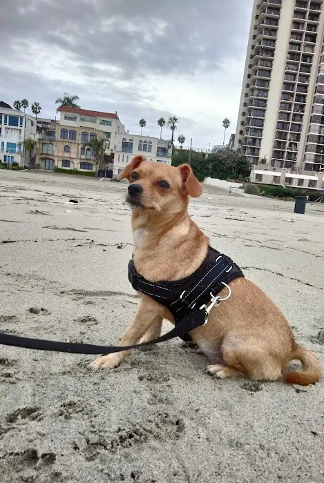 Long Beach Animal Urgent Care 4