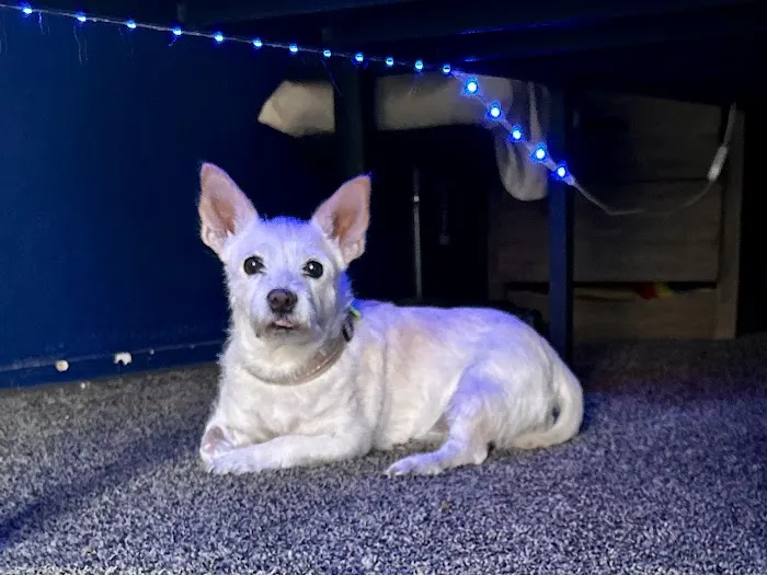 Long Beach Animal Urgent Care 3