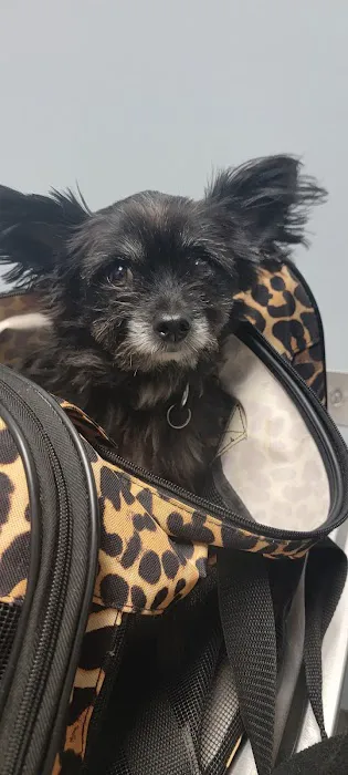 Long Beach Animal Urgent Care 10