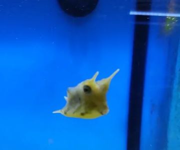 Something Fishy