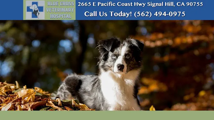 Blue Cross Veterinary Hospital 5