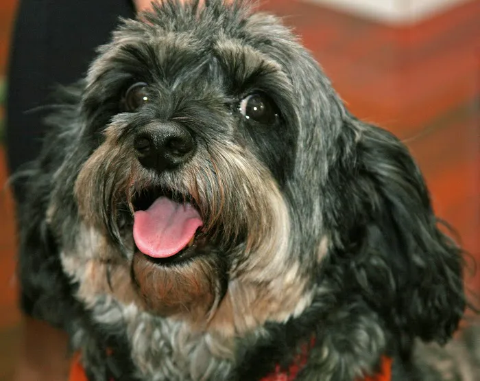 Blue Cross Veterinary Hospital 10