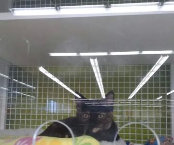 Petco