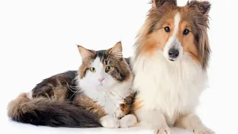 Pine Animal Hospital & Integrative Wellness Center 6