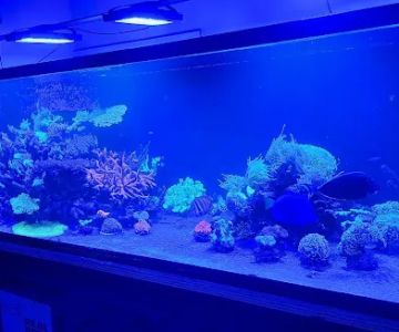 Cherry Corals