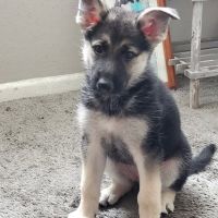 Banfield Pet Hospital ico