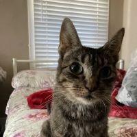 Ambassador Long Beach Veterinary Hospital ico
