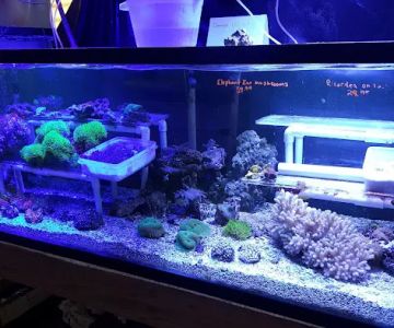 Tropicorium Mini-Reef