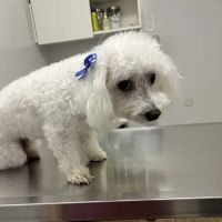 Animal Hospital Santa Fe ico